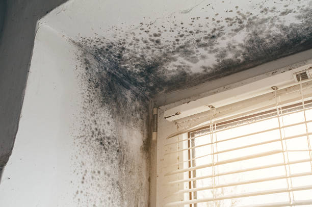 Affordable Mold Remediation solutions in New York Mills, NY